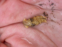 Plakobranchus ocellatus