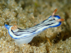 Hypselodoris maritima