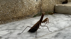 Mantis religiosa