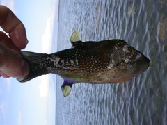 Canthigaster amboinensis