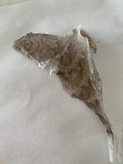 Mokopirirakau granulatus