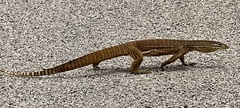 Varanus panoptes panoptes