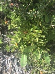 Rhytidosporum alpinum