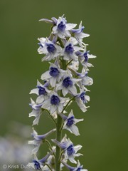 Delphinium × occidentale