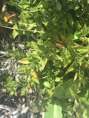 Rhytidosporum alpinum