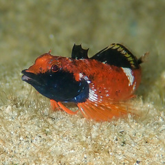 Enneapterygius atrogulare