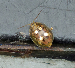 Paropsisterna nobilitata