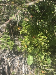 Rhytidosporum alpinum