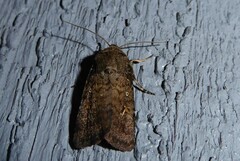 Proteuxoa tetronycha