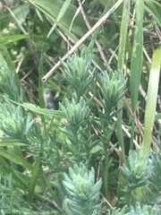 Rhodanthe anthemoides