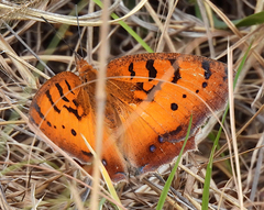 Catacroptera cloanthe cloanthe