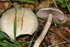 Agaricus kerriganii