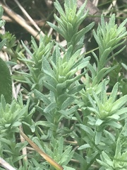 Rhodanthe anthemoides