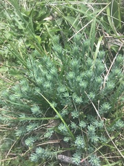 Rhodanthe anthemoides