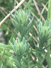 Rhodanthe anthemoides
