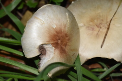 Agaricus kerriganii