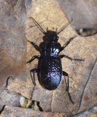Pterostichus punctatissimus