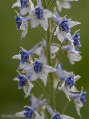 Delphinium × occidentale