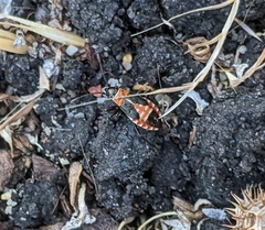 Melanerythrus mactans