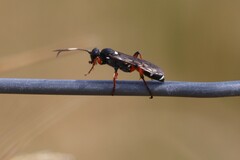 Ichneumon promissorius