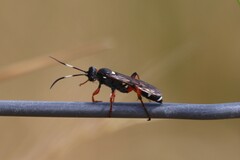 Ichneumon promissorius