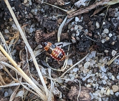 Melanerythrus mactans