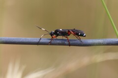 Ichneumon promissorius