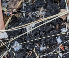 Melanerythrus mactans