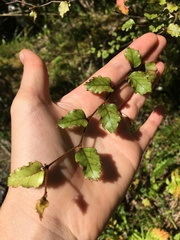 Nothofagus fusca