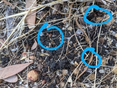 Melanerythrus mactans