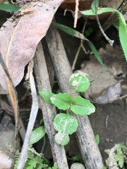 Clarkia