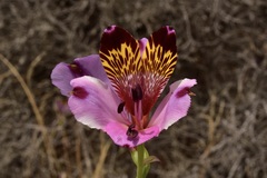 Alstroemeria magnifica
