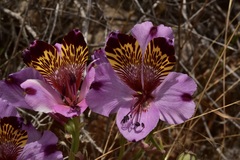Alstroemeria magnifica