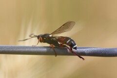 Ichneumon promissorius