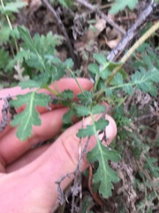 Phacelia ramosissima