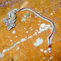 Baseodiscus hemprichii