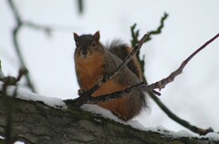 Sciurus niger