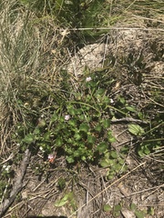 Geranium potentilloides