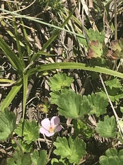 Geranium potentilloides