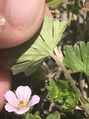 Geranium potentilloides