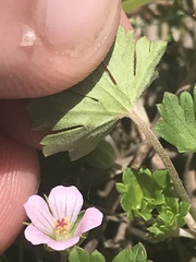 Geranium potentilloides