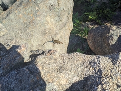 Trachylepis margaritifera