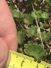 Geranium potentilloides