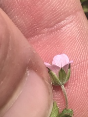 Geranium potentilloides