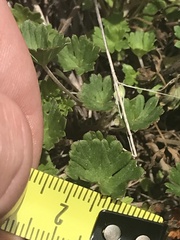 Geranium potentilloides