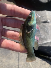 Tautogolabrus adspersus