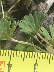Geranium potentilloides
