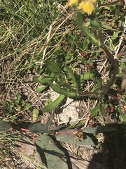 Senecio pinnatifolius alpinus