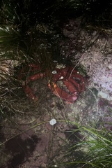 Taliepus nuttallii