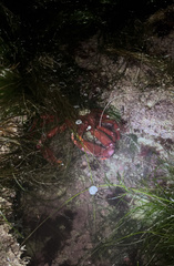Taliepus nuttallii